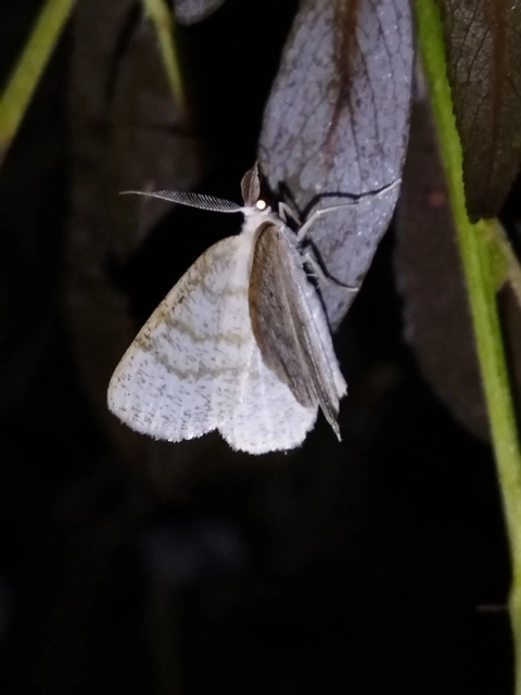 Cabera exanthemata - pettyes égeraraszoló
