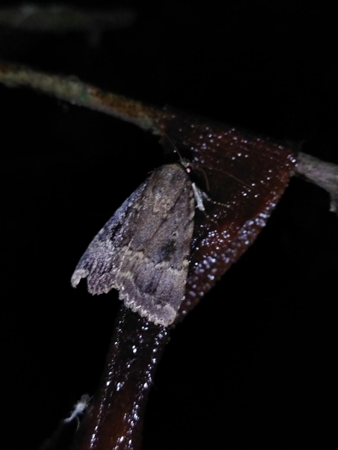 Amphipyra berbera/pyramidea