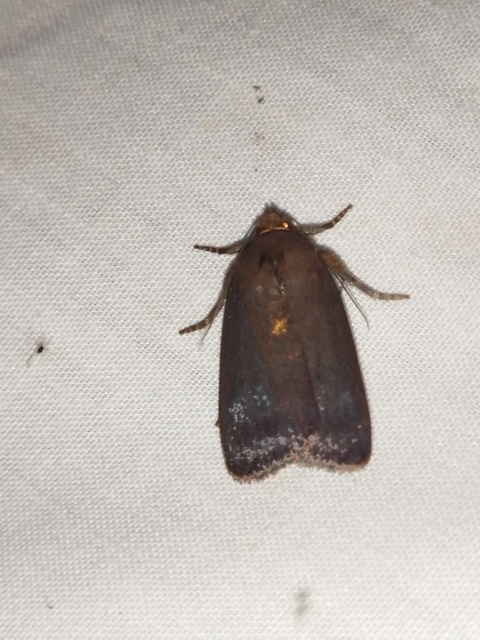 Amphipyra livida - zsírfényű bagoly