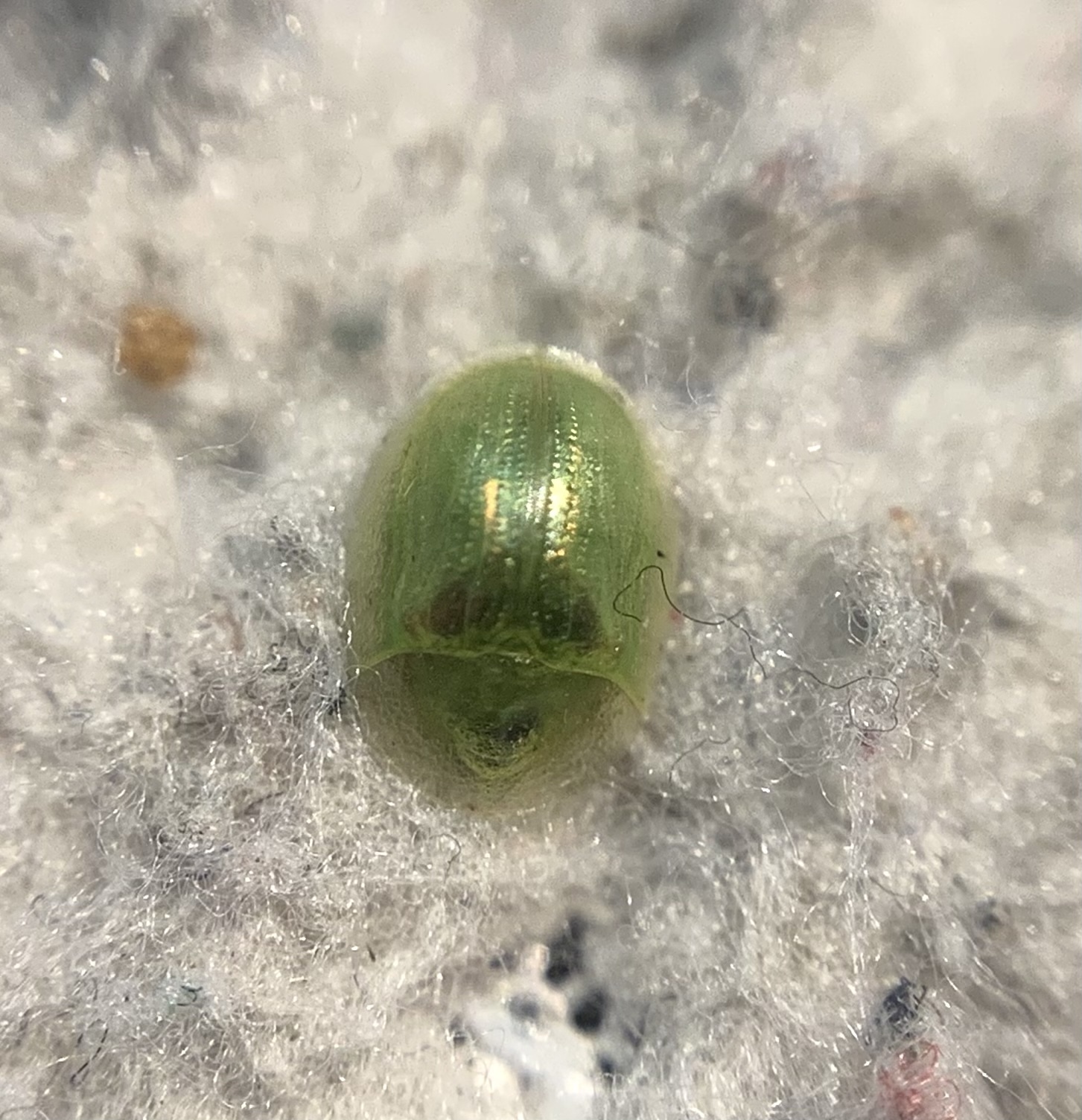 Cassida margaritacea - szalmasárga pajzsbogár