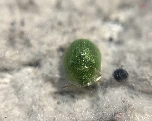 Cassida hemisphaerica - gömbölyded pajzsbogár Cassida hemisphaerica - gömbölyded pajzsbogár