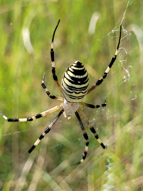 Argiope bruennichi - darázspók