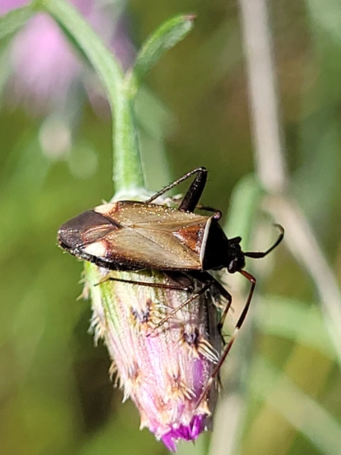 Adelphocoris vandalicus - feketevállú mezeipoloska
