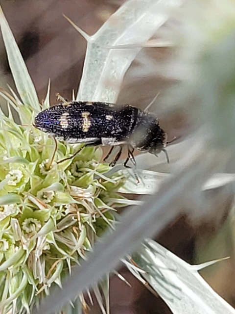 Acmaeoderella flavofasciata - sárgacsíkos zömökdíszbogár