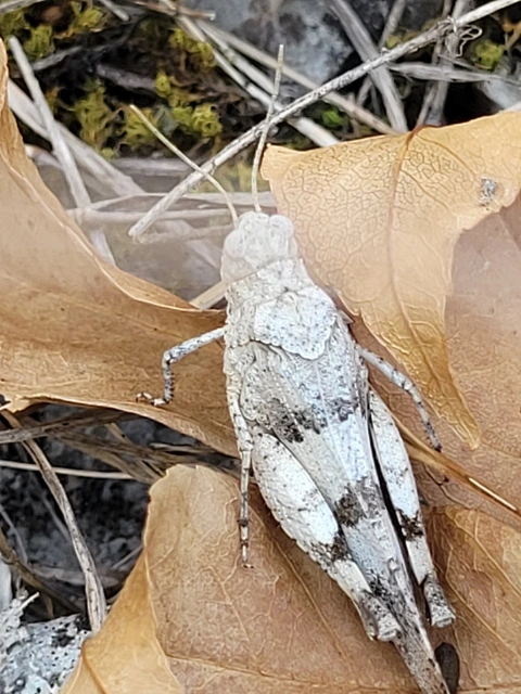 Oedipoda caerulescens - kékszárnyú sáska