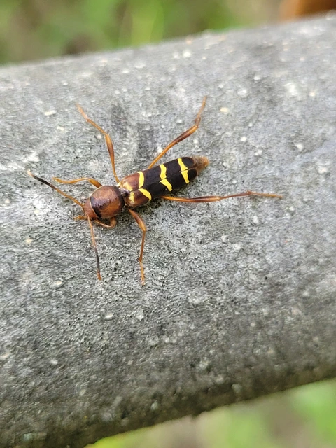 Neoclytus acuminatus - amerikai darázscincér