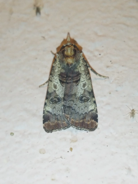 Epilecta linogrisea - karcsú sárgafűbagoly