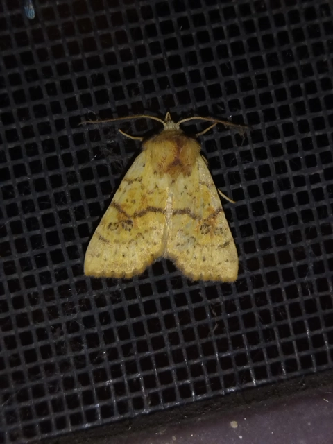 Tiliacea sulphurago - kénes sárgabagoly