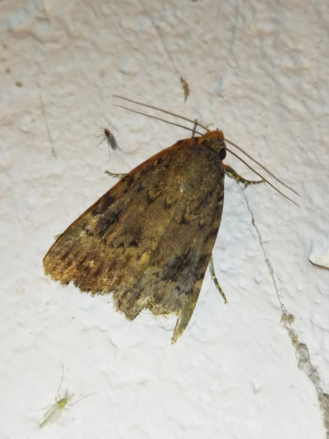 Amphipyra berbera/pyramidea