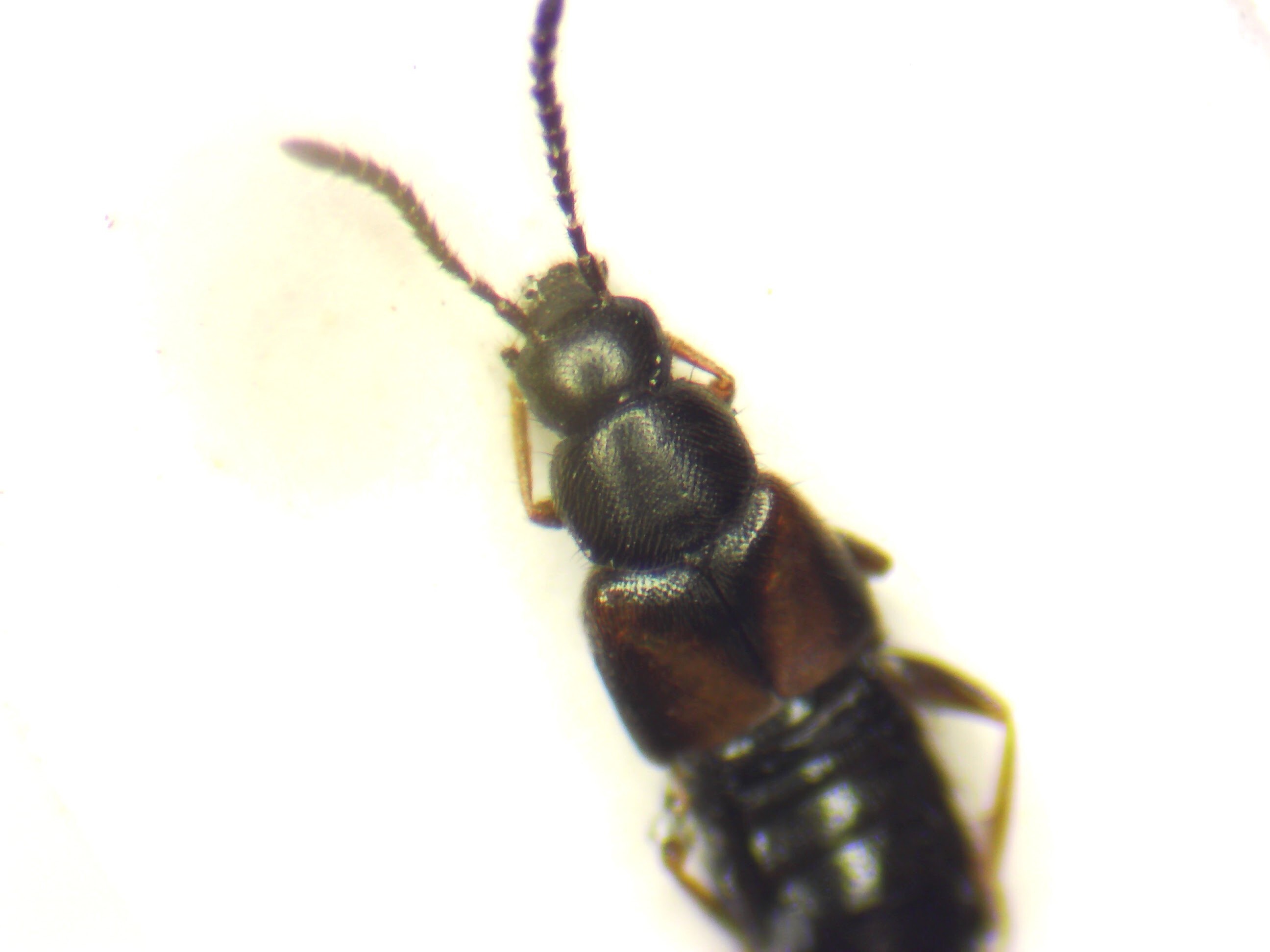 Atheta aeneicollis - fémes penészholyva
