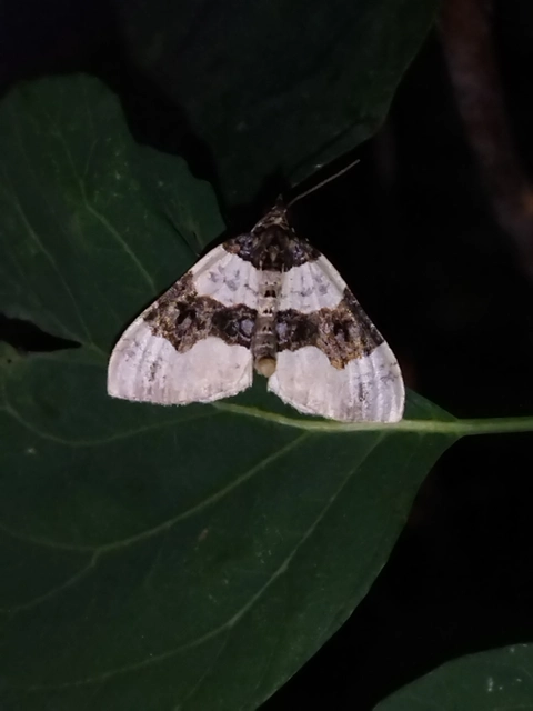 Cosmorhoe ocellata - szemes galajaraszoló