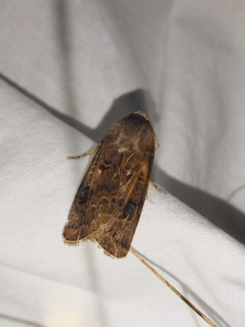 Agrotis bigramma - kétjegyű földibagoly