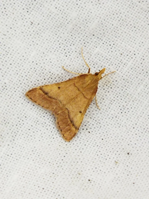 Stemmatophora honestalis - karsztlakó fényilonca