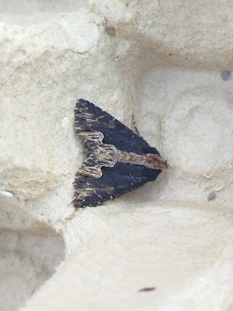 Dypterygia scabriuscula - szurokbarna nyáribagoly