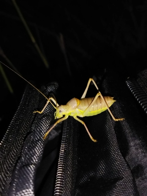 Ephippiger ephippiger - nyergesszöcske