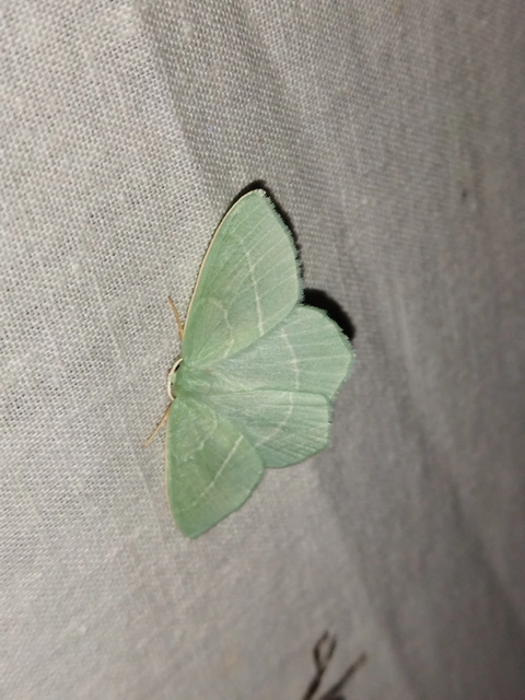 Hemistola chrysoprasaria - kékes zöldaraszoló