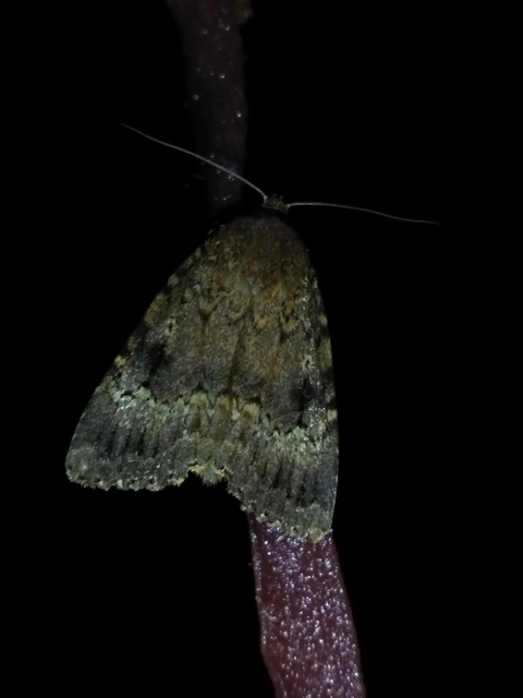 Amphipyra berbera/pyramidea