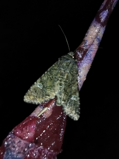 Mamestra brassicae - káposztabagoly