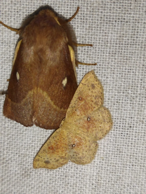 Cyclophora porata - körös pettyesaraszoló