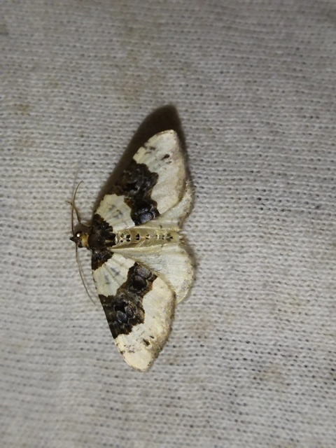 Cosmorhoe ocellata - szemes galajaraszoló