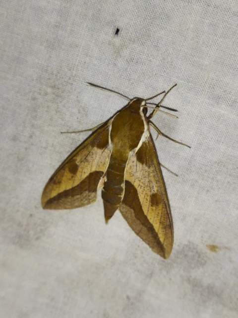 Hyles euphorbiae - kutyatejszender