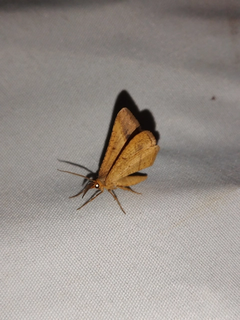 Tephrina arenacearia - lucerna-araszoló