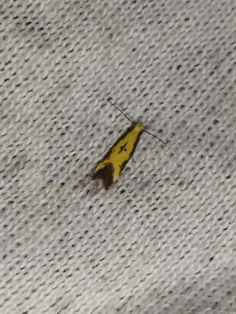 Brachmia dimidiella - citromkocsord-lápimoly