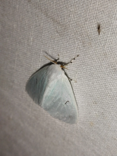 Arctornis l-nigrum - L-betűs gyapjaslepke