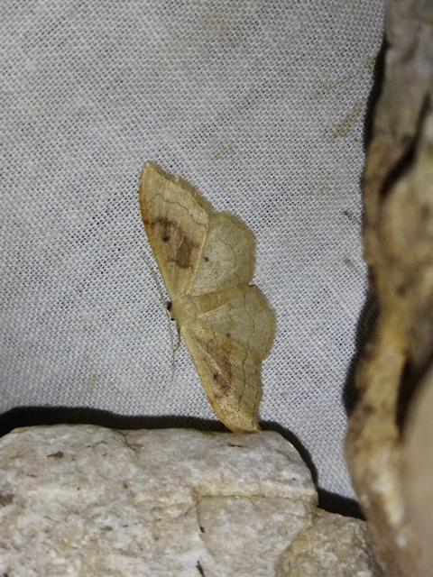 Idaea rubraria - vörössávos araszoló
