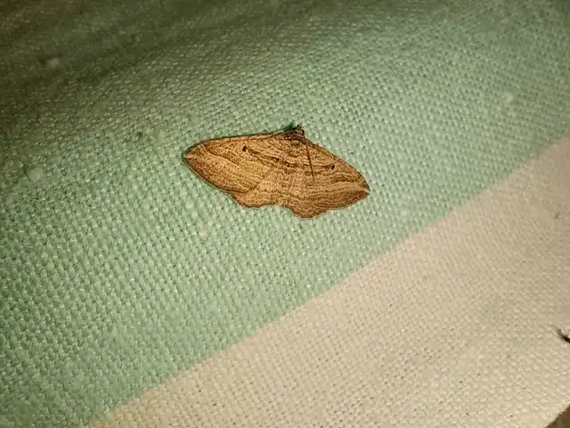Costaconvexa polygrammata - soksávú araszoló