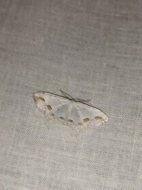 Scopula ornata - díszes fehéraraszoló