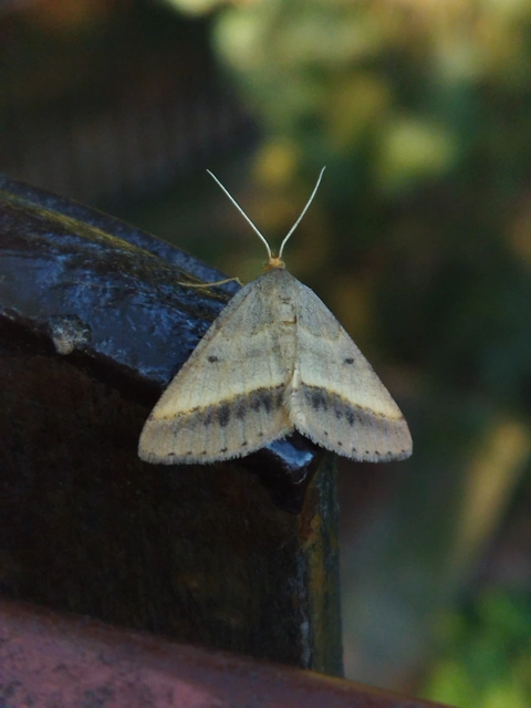 Tephrina arenacearia - lucerna-araszoló