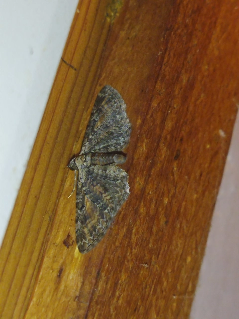 Eupithecia icterata - rozsdafoltos törpearaszoló