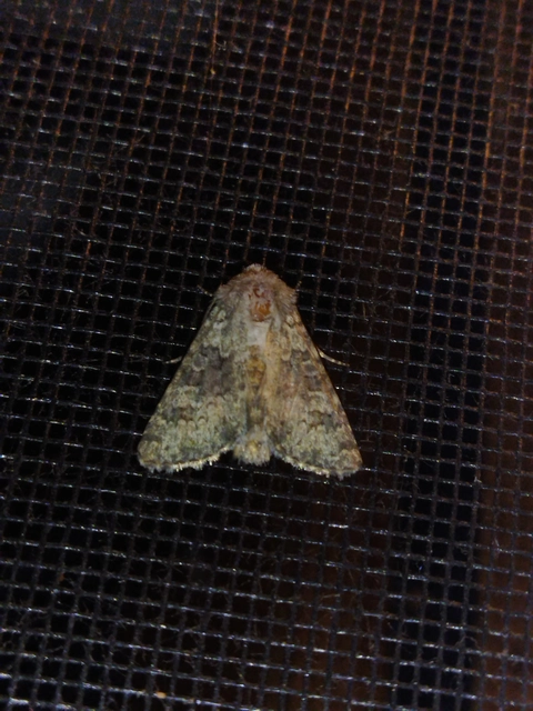 Hecatera dysodea - parajbagoly