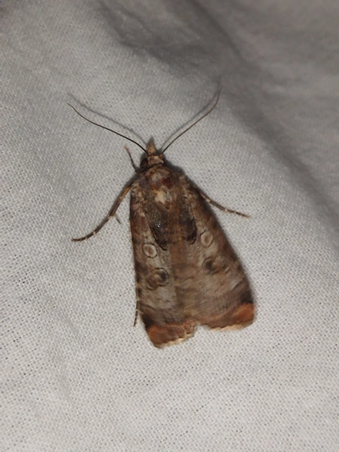 Epilecta linogrisea - karcsú sárgafűbagoly
