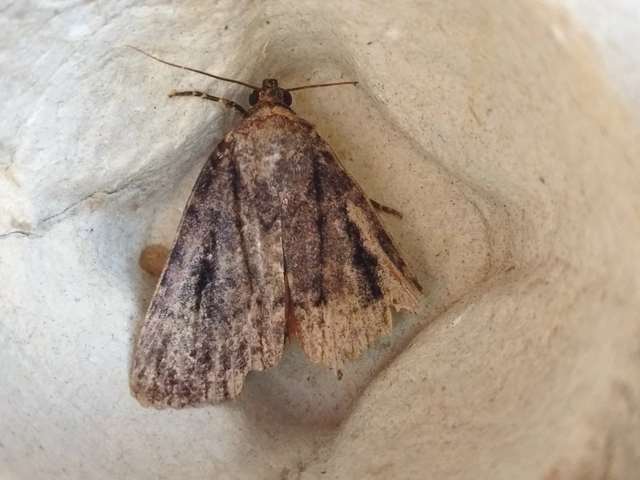 Amphipyra berbera/pyramidea