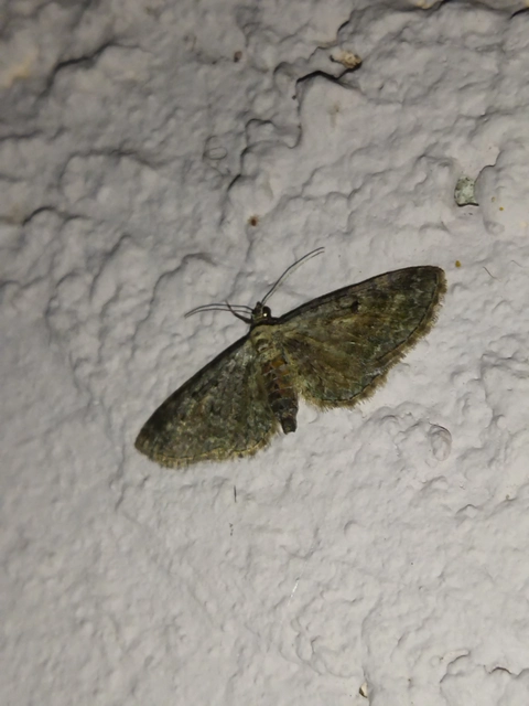 Eupithecia icterata - rozsdafoltos törpearaszoló