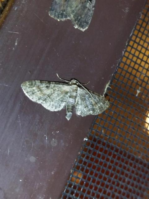 Eupithecia icterata - rozsdafoltos törpearaszoló