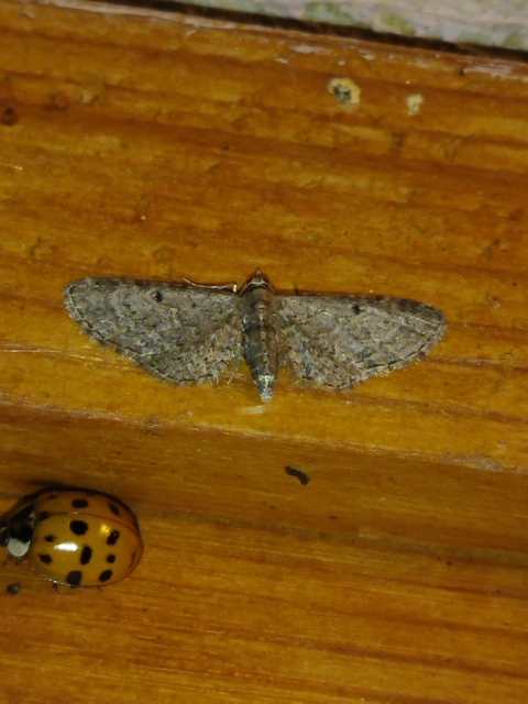 Eupithecia tenuiata - sötétszegélyű törpearaszoló