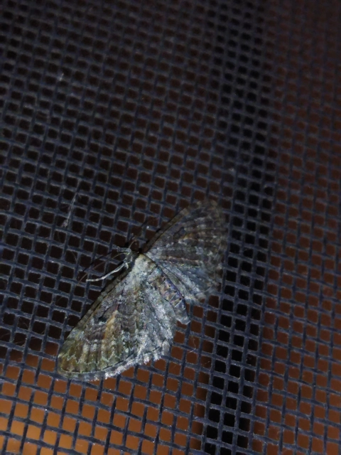 Eupithecia icterata - rozsdafoltos törpearaszoló