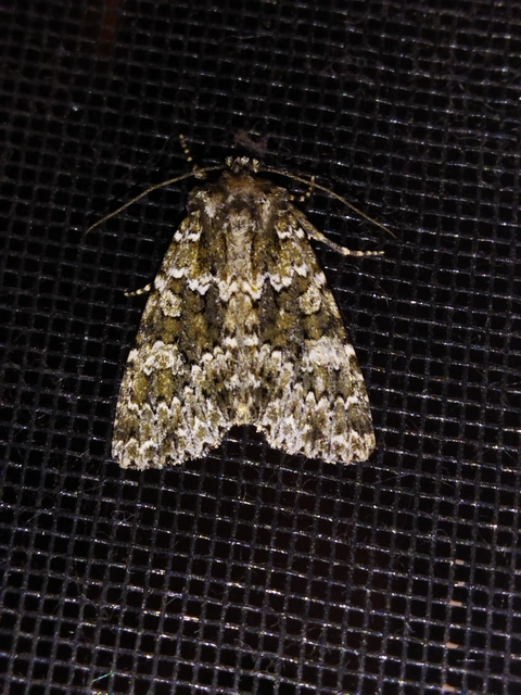 Polymixis polymita - kankalin-tarkabagoly