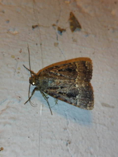 Amphipyra berbera/pyramidea