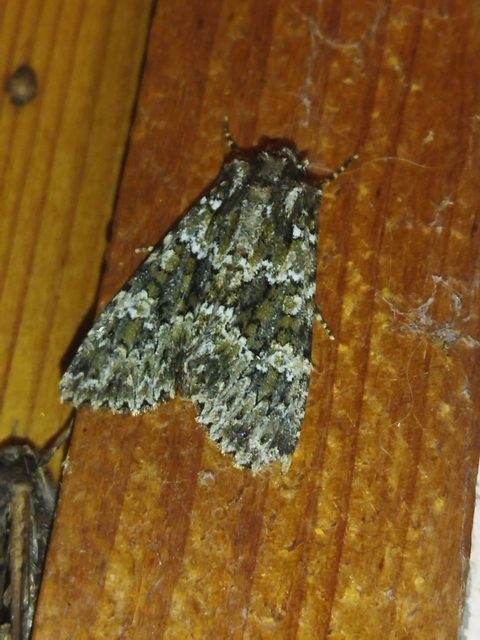 Polymixis polymita - kankalin-tarkabagoly
