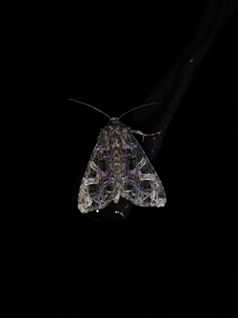 Sideridis rivularis - vörhenyes szegfűbagoly