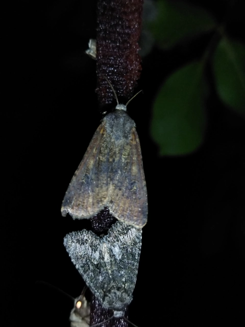 Peridroma saucia - vándor földibagoly