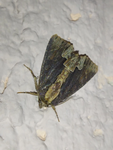 Dypterygia scabriuscula - szurokbarna nyáribagoly