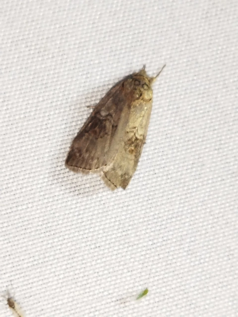 Nycteola asiatica - nyárfa-trapézbagoly