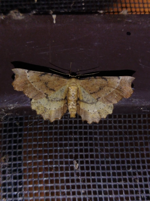 Artiora evonymaria - kecskerágó-araszoló