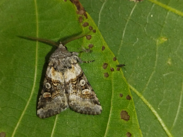 Cleoceris scoriacea - szürke liliombagoly