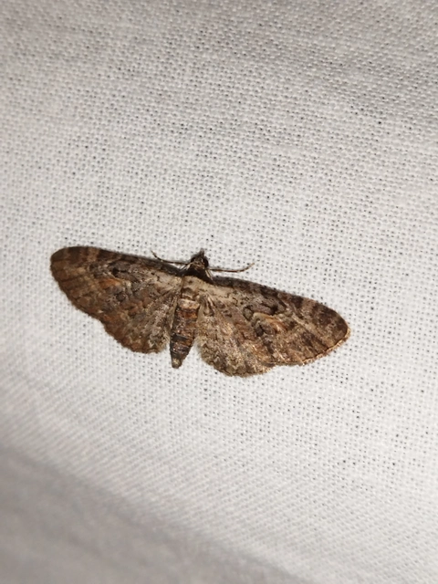 Eupithecia icterata - rozsdafoltos törpearaszoló